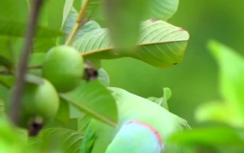 Green Bird Nature For Phone