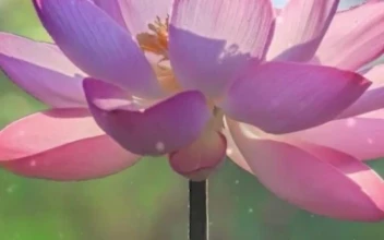 Android  iOS iphone Mobile Lotus Flower Nature