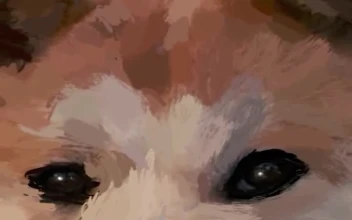 Android  iPhone Shiba Inu Live Phone Wallpaper