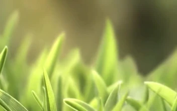 iPhone  Android Grass Meadow Nature Phone