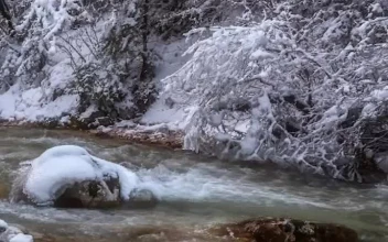 Android  iOS iphone Mobile River In Winter Forest