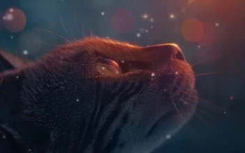 iPhone  Android Cat Looking At Glowing Butterfly Free Phone