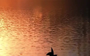 iPhone  Android Wind Spinner Evenings 4k Nature Phone
