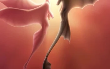 iPhone and Android Toothless And Light Fury How To Train Your Dragon The Hidden World Live