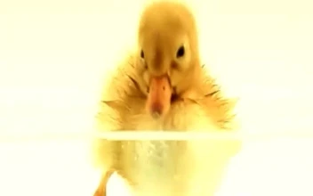iPhone  Android Duckling Swim Water Animals Phone
