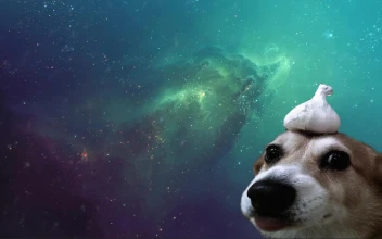 Garlic Dog