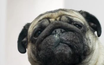 Dog Licking Screen
