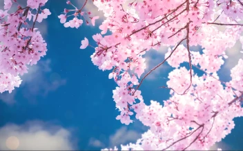 Live Sakura Wallpaper