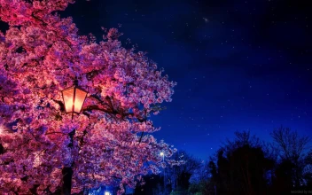 Anime Night Sakura