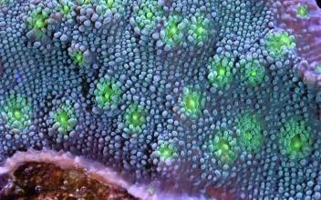 Sea Creatures 009 Lively Wallpaper
