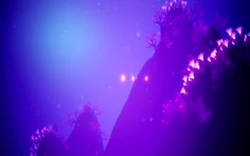 Koral Coral Ocean Sea Fish Video Wallpaper