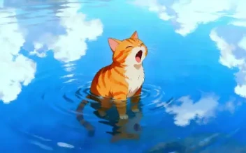 Yawning Cat: Sky Reflection