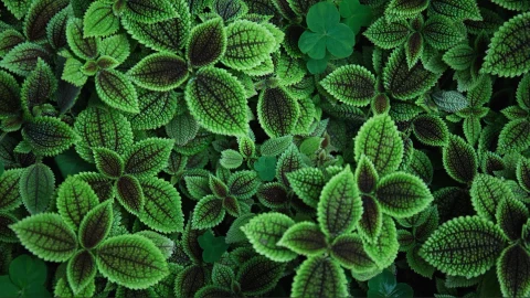 Animated Green Leaves Background Live Wallpaper - Free Live Wallpaper