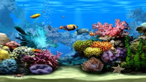 Marine Aquarium Screensaver - Free Live Wallpaper