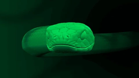 Green Snake Screensaver - Free Live Wallpaper