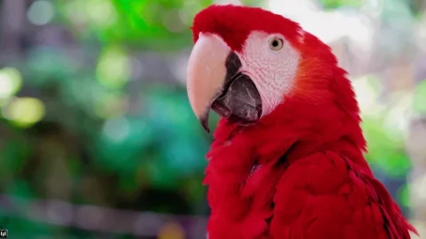 Red Parrot - Live Wallpaper - Free Live Wallpaper