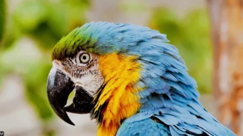 Parrot - Live Wallpaper - Free Live Wallpaper