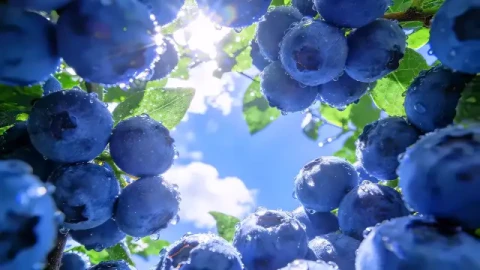 Summer Blueberries Live Wallpaper - Free Live Wallpaper