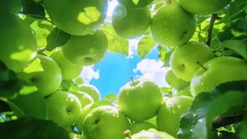 Summer Green Apples Live Wallpaper - Free Live Wallpaper