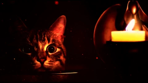 Cat and Candle - Free Live Wallpaper