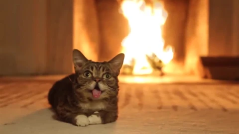 Cat and FirePlace Animated Wallpaper - Free Live Wallpaper