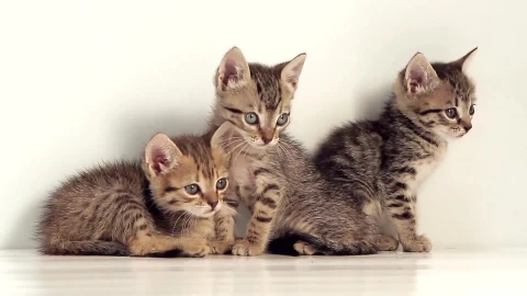 Kittens - Free Live Wallpaper