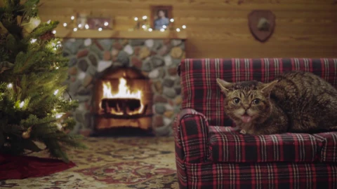 Magical cat on Christmas - Free Live Wallpaper
