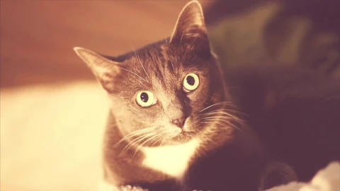 One Cat Look HD Animated Wallpaper - Free Live Wallpaper