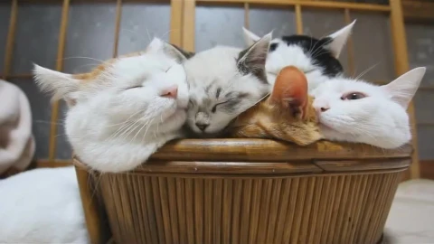 Sleeping Cats Animated Wallpaper - Free Live Wallpaper