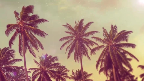 Summer Palms - Free Live Wallpaper