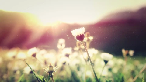 Summer Flower 4K Animated Wallpaper - Free Live Wallpaper