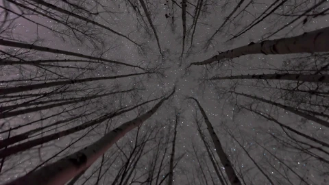 Hd Looking up at stars Live Wallpapers - Free Live Wallpaper