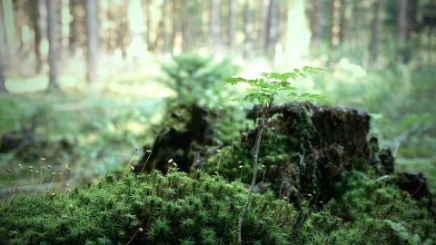 Babytree HD Live Wallpaper - Free Live Wallpaper