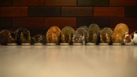 10 Cats vs Food HD LIve Wallpaper - Free Live Wallpaper