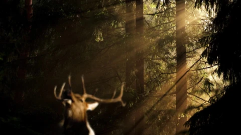 Nature Forest HD Live Wallpaper - Free Live Wallpaper