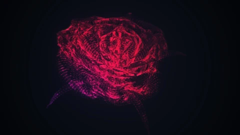 60fps 4k Rose Live Wallpaper - Free Live Wallpaper