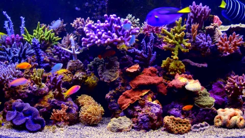 Aquarium Live Wallpaper - Free Live Wallpaper