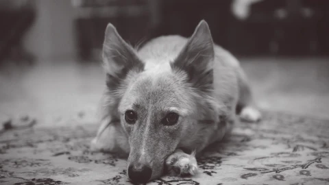 Fluffy Ears Dog HD Live Wallpaper - Free Live Wallpaper