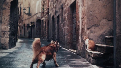 Indifferent Cat HD Live Wallpaper - Free Live Wallpaper