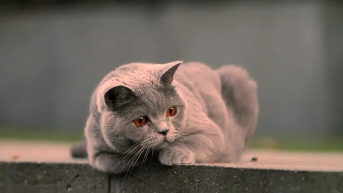 Lazy Grey Cat HD Live Wallpaper - Free Live Wallpaper