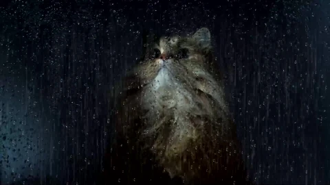 Rainy Window Cat Live Wallpaper - Free Live Wallpaper