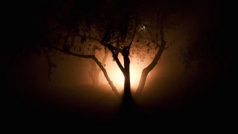 Strange Light in the Woods HD Live Wallpaper - Free Live Wallpaper