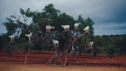 Goats On Tree Live Wallpaper - Free Live Wallpaper