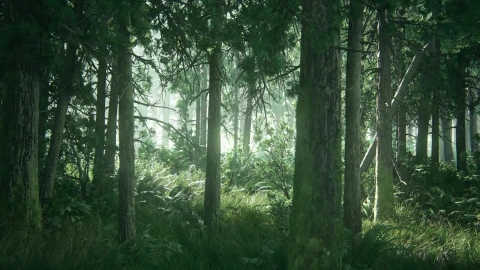 The Last Of Us Part Ii Woods Live Wallpaper - Free Live Wallpaper