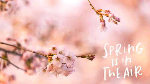 Spring is in the Air Live Wallpaper HD - Free Live Wallpaper