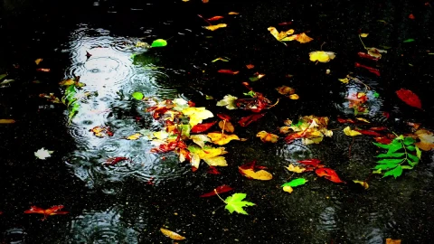 Autumn Rain Live Wallpaper - Free Live Wallpaper