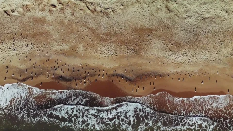 Birds on the Beach Live Wallpaper - Free Live Wallpaper