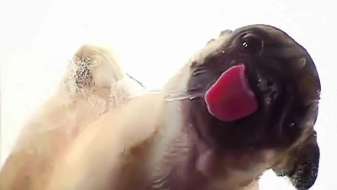 Screenclean  Dog  Animals  Live  Wallpaper - Free Live Wallpaper