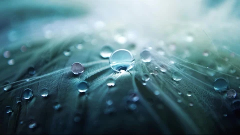 Water  Drops  Leaf  Live  Wallpaper - Free Live Wallpaper