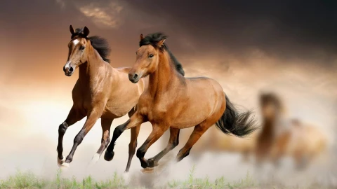Band  Of  Horses  Dust  2K  Live  Wallpaper - Free Live Wallpaper
